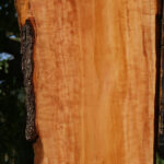 Extra Fancy Swiss Pear Live Edge Lumber