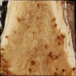 Silver Poplar Bowl Blank