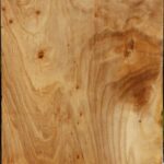 Figured Silver Poplar Bowl Blank