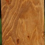 Figured Silver Poplar Turning Square