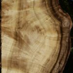 Extra Fancy Myrtle Live Edge Lumber