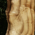 Extra Fancy Myrtle Live Edge Lumber