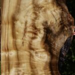 Extra Fancy Myrtle Live Edge Mini Slab