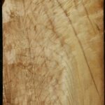 Extra Fancy Myrtle Lumber