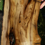 Extra Fancy Myrtle Live Edge Lumber