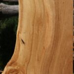 Eucalyptus Live Edge Lumber