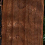 Curly Caramelized Birch Lumber