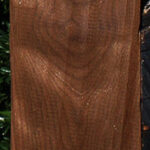 Curly Caramelized Birch Lumber