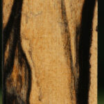 Black & White Ebony Lumber