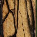 Exhibition Black & White Ebony Fingerboard