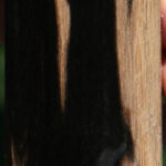 Black & White Ebony Lumber