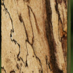 Black & White Ebony Turning Square