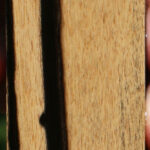 Black & White Ebony Turning Blank