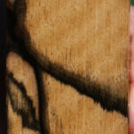 Fiddleback Black & White Ebony Lumber