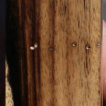 Black & White Ebony Turning Square