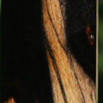 Black & White Ebony Micro Lumber