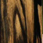 Black & White Ebony Micro Lumber