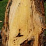 Zelkova Live Edge Mini Slab