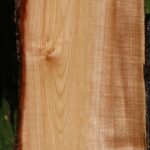 Maple Live Edge Mini Slab