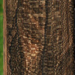Extra Fancy Ziricote Instrument Lumber