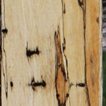 Spalted Tamarind Lumber