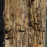 Figured Spalted Tamarind Lumber