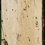 Spalted Tamarind Lumber