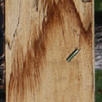 Spalted Tamarind Lumber