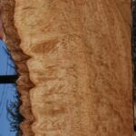 Extra Fancy Pomelle Eucalyptus Live Edge Lumber