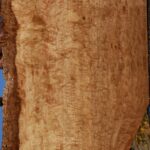 Extra Fancy Pomelle Eucalyptus Live Edge Lumber