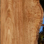Extra Fancy Pomelle Eucalyptus Live Edge Lumber