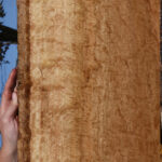 Exhibition Pomelle Eucalyptus Live Edge Lumber