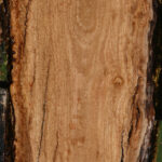 Extra Fancy Pomelle Eucalyptus Live Edge Lumber