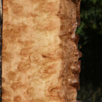 Exhibition Pomelle Eucalyptus Live Edge Lumber