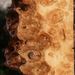 Exhibition Pomelle Eucalyptus Live Edge Lumber