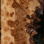 Extra Fancy Pomelle Eucalyptus Live Edge Lumber