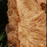 Extra Fancy Pomelle Eucalyptus Live Edge Lumber