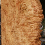 Extra Fancy Pomelle Eucalyptus Live Edge Lumber