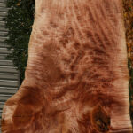 AAA Quilted Maple Live Edge Slab  (Free Shipping Excluded)
