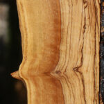 Figured African Olive Live Edge Lumber