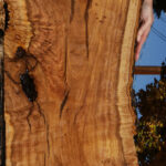 Extra Fancy African Olive Live Edge Lumber