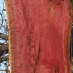 Extra Fancy Pink Ivory Live Edge Micro Lumber