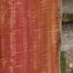 Extra Fancy Pink Ivory Live Edge Lumber