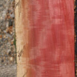 Extra Fancy Pink Ivory Live Edge Lumber