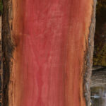 Figured Pink Ivory Live Edge Lumber