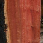 Extra Fancy Pink Ivory Live Edge Lumber