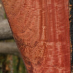 Extra Fancy Crotchwood Pink Ivory Lumber