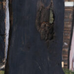 Rustic Gabon Ebony Live Edge Lumber