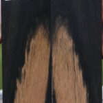 Gabon Ebony Bookmatched Knife Scales