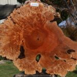 Maple Burl Cookie